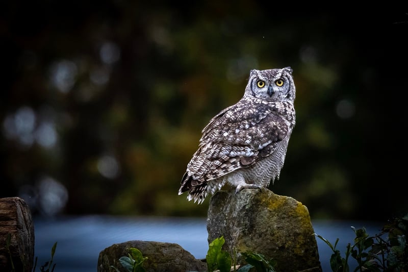 Wildlife in Savannah